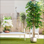 plante décorative