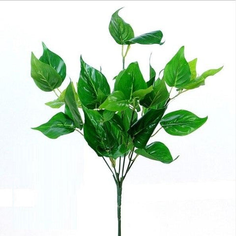 plante evergreen