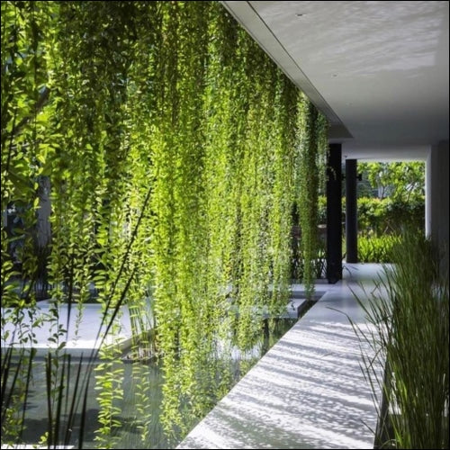 déco plante tombante